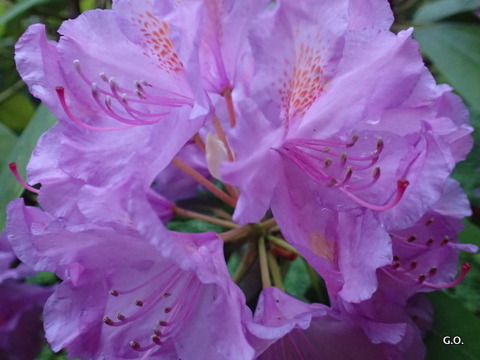 Dieses Bild zeigt eine wundersch&oumlnen 
						Rhododendronbl&uumlte